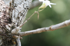 Dendrobium barbatulum